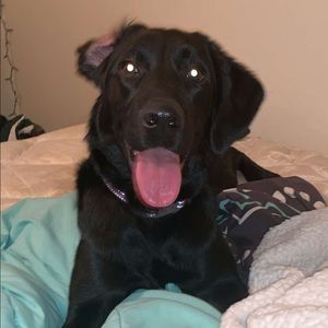 Meet your Posher, Hallie